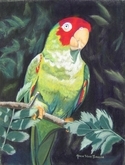 Parrot