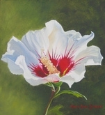 White Hibiscus